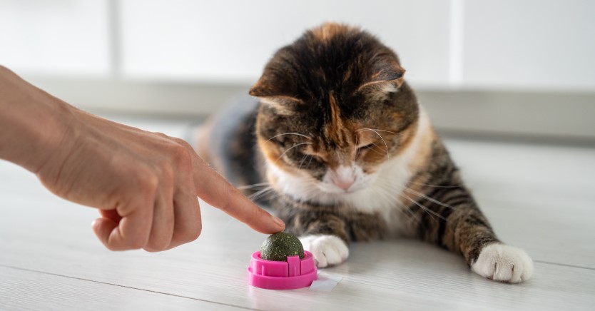 Ask Dr. Jenn: Is catnip safe for kittens? How does catnip work, anyway?